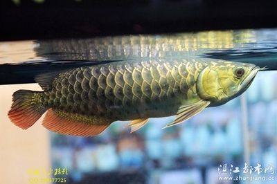 紅龍魚芯片在什么位置【如何查找紅龍魚芯片的位置】