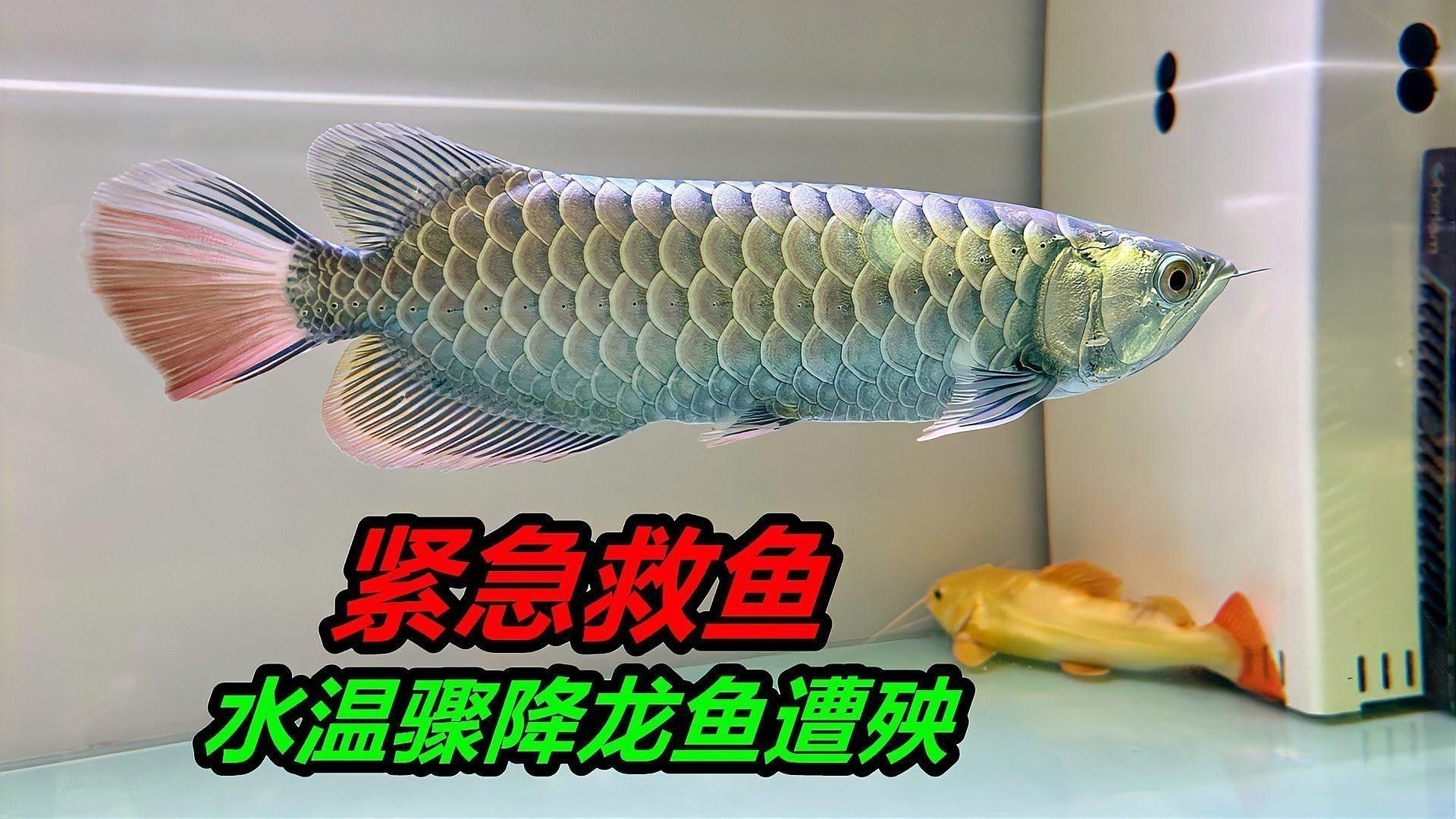 如何保持紅龍魚缸水溫穩定？