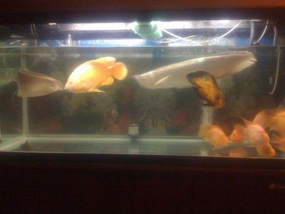 龍魚(yú)身子歪斜：龍魚(yú)身子歪斜可能由多種因素引起