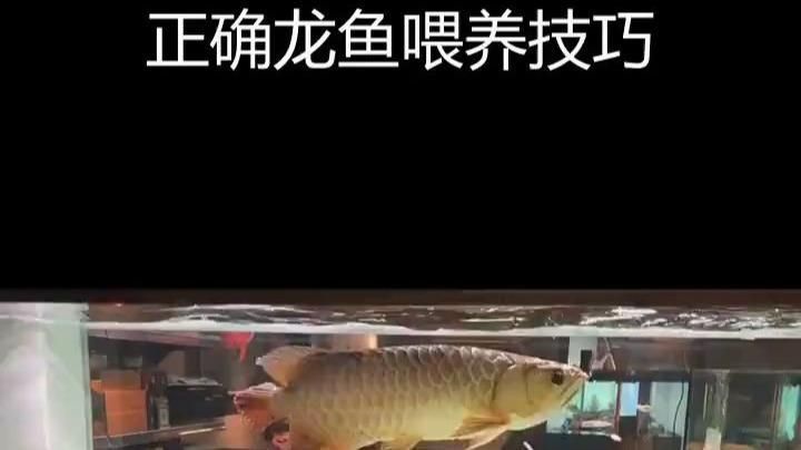 龍魚喂什么食物長得快？