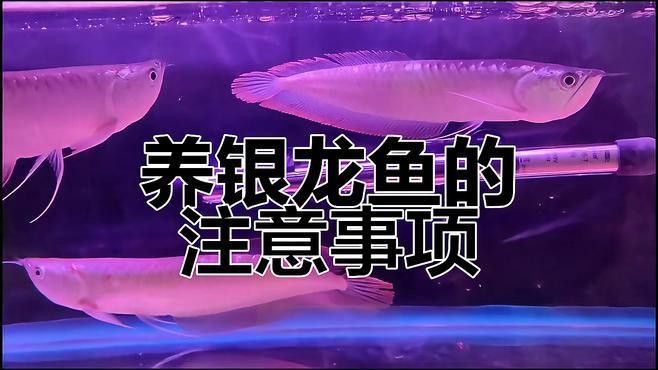 巨大銀龍魚