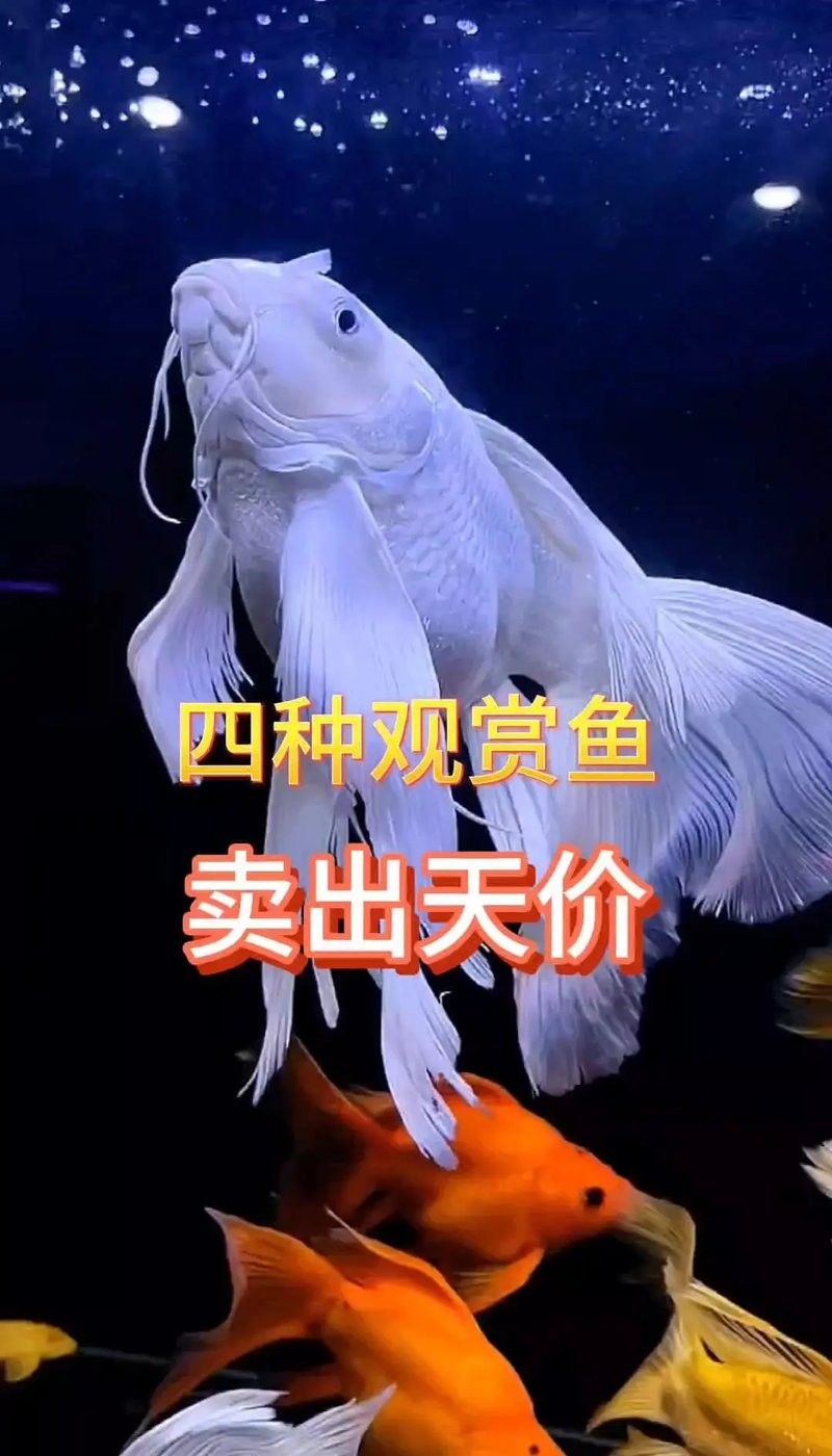 錦鯉和龍魚哪個更值錢？