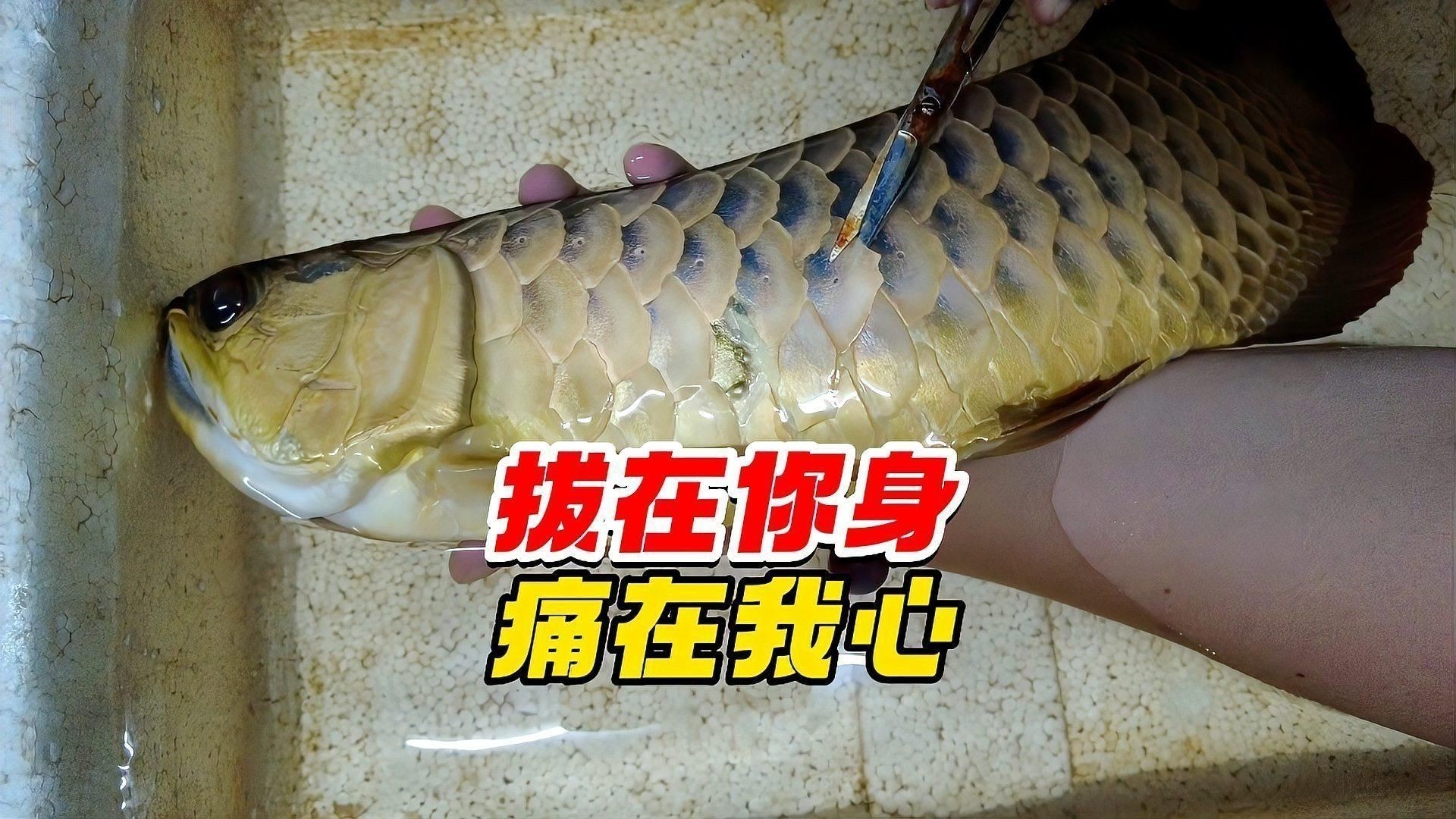 龍魚拔鱗手術(shù)風(fēng)險大嗎