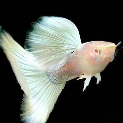 馬拉莫寶石魚(yú)最佳飼養(yǎng)環(huán)境：如何判斷馬拉莫寶石魚(yú)健康