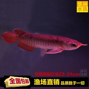 紅龍魚的最佳配魚方法圖解