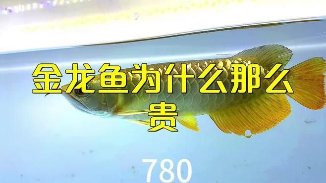 為啥金龍魚(yú)那么貴