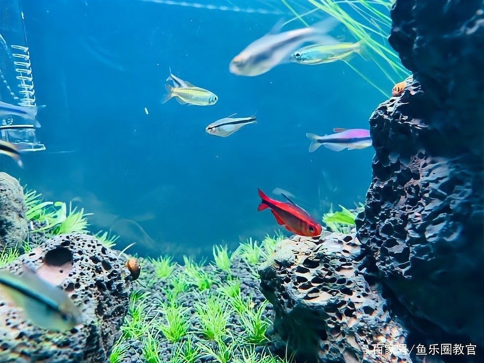 雄魚吞食魚卵會(huì)影響繁殖嗎？