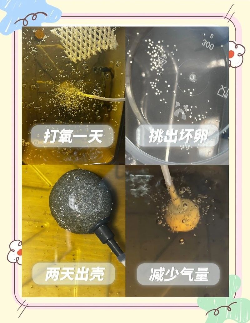 雄魚吞食魚卵會(huì)影響繁殖嗎？