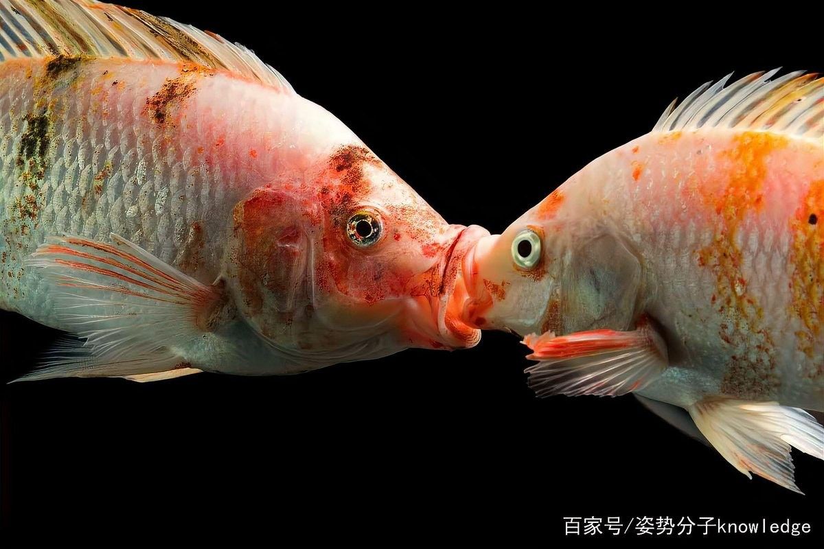 雄魚吞食魚卵會(huì)影響繁殖嗎？