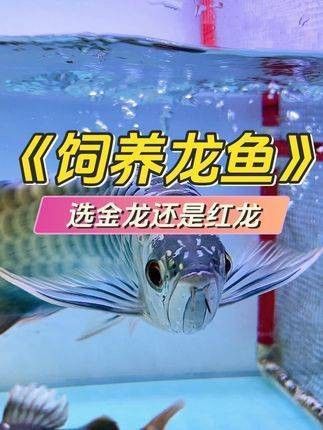 金龍魚(yú)紅龍魚(yú)哪個(gè)好養(yǎng)