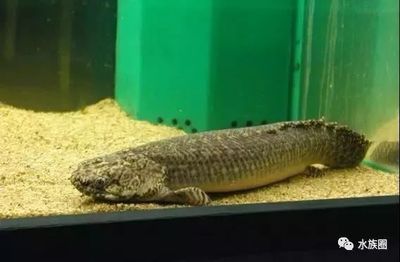 龍魚世界繁殖有限公司：龍魚世界繁殖有限公司介紹