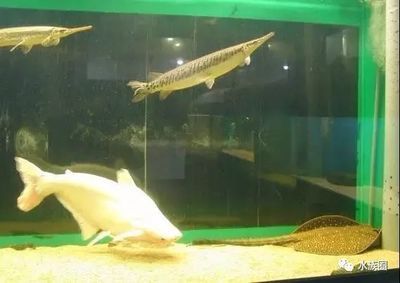 龍魚世界繁殖有限公司：龍魚世界繁殖有限公司介紹