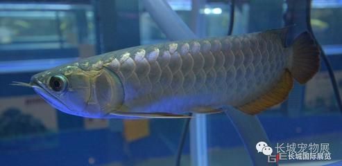 龍魚世界繁殖有限公司：龍魚世界繁殖有限公司介紹