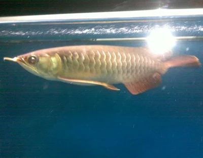 龍魚斷尾恢復后的樣子：龍魚斷尾后的恢復情況