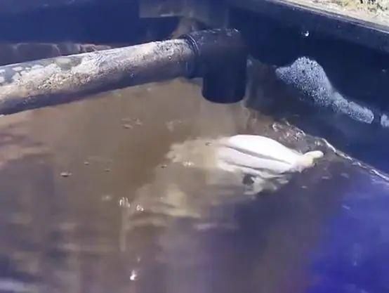 龍魚呆在水面不游動了會死嗎：龍魚呆在水面不游動會死嗎