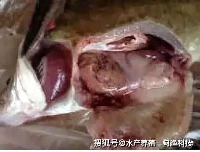 大日玉鯖魚常見疾病預防，大日玉鯖魚常見疾病預防措施