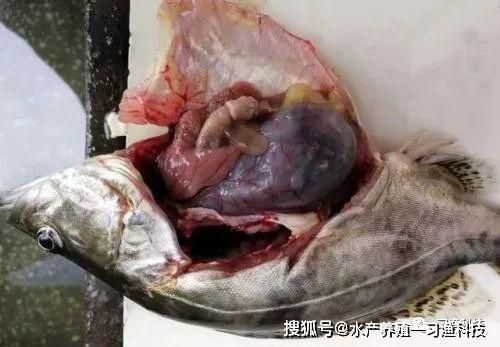 大日玉鯖魚常見疾病預防，大日玉鯖魚常見疾病預防措施