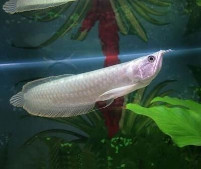 小銀龍魚可以吃的食物包括但不限于小蝦、小魚、面包蟲、面包蟲：小銀龍魚可以吃什么食物