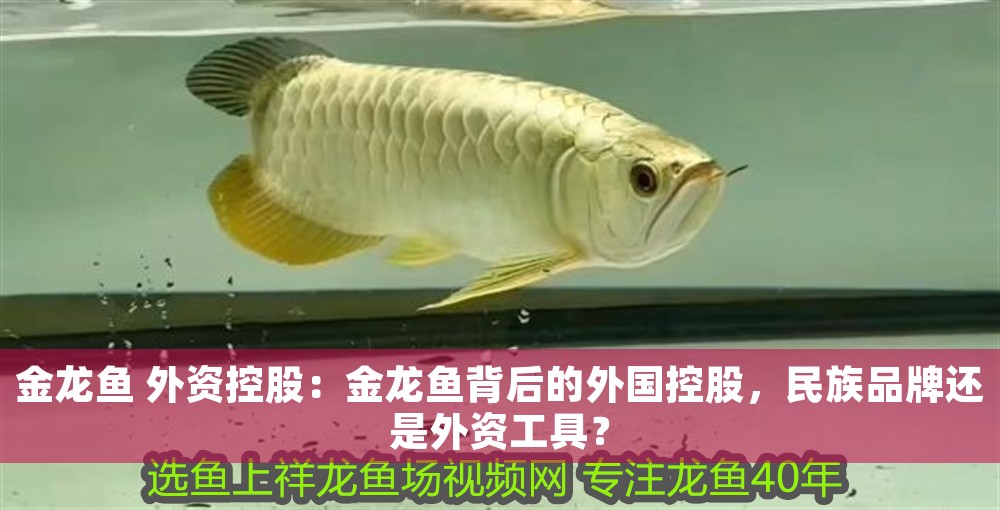金龍魚 外資控股：金龍魚背后的外國控股，民族品牌還是外資工具？