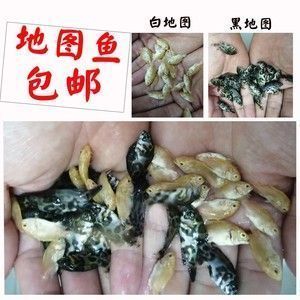 黑金龍魚大概多少錢一條：黑金龍魚市場價格因尺寸、品種和來源而異，如何辨別真偽