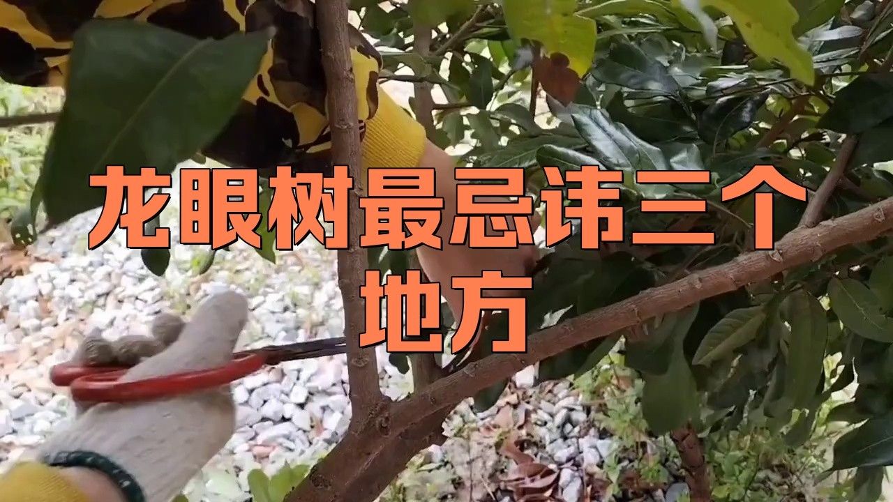 龍眼紅眼樹種植有哪些禁忌？