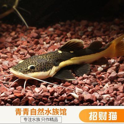 龍魚配魚底層魚（適合與龍魚混養的底層魚）