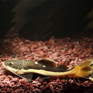 龍魚配魚底層魚（適合與龍魚混養的底層魚）