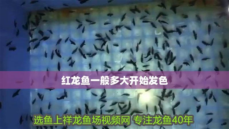 紅龍魚多大發(fā)色最好