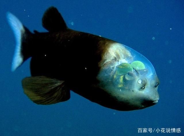 哦龍魚里哪個(gè)品種最珍貴（金龍魚和紅龍魚是什么關(guān)系？）