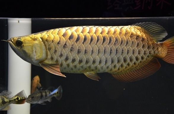 金龍魚的分類以及硬骨魚和軟骨魚的區別：金龍魚的不同分類以及硬骨魚和軟骨魚的區別