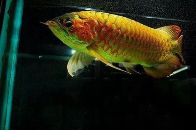 40公分龍魚 1天吃多少：40公分的龍魚1天吃多少，40公分龍魚1天吃多少