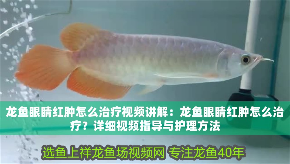 龍魚眼睛紅腫怎么治療視頻講解：龍魚眼睛紅腫怎么治療？詳細視頻指導與護理方法