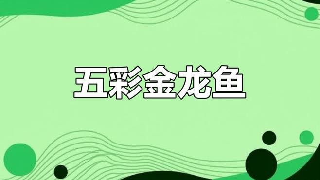 紅龍魚圖片大全大圖 手機壁紙高清可愛