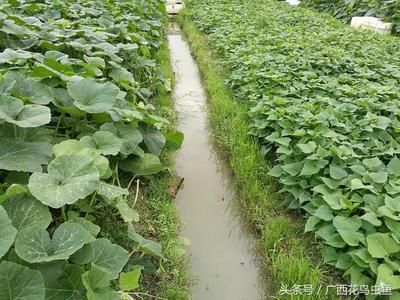 金龍魚的養殖基地主要分布在哪里金龍魚的養殖基地在哪里：金龍魚的養殖基地主要分布在以下幾個地區：金龍魚的養殖基地