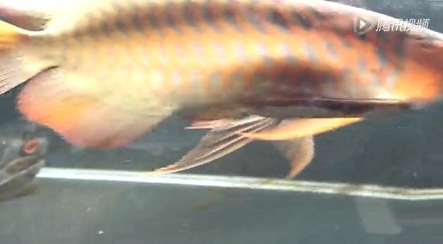 超血紅龍魚圖片大全高清視頻在線觀看