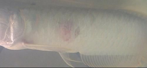 龍魚頭朝上尾朝下怎么救（面對龍魚頭朝上尾朝下的情況可能是由多種原因引起的）