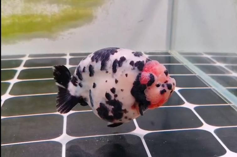 賽級金魚圖片