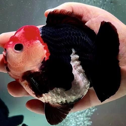 賽級金魚圖片
