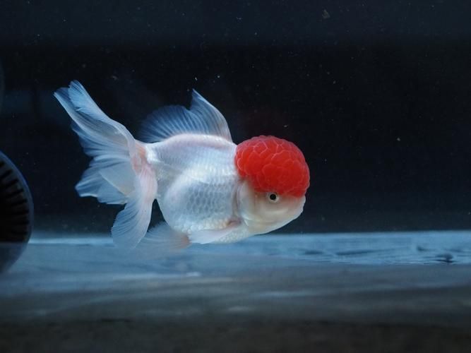 賽級金魚圖片