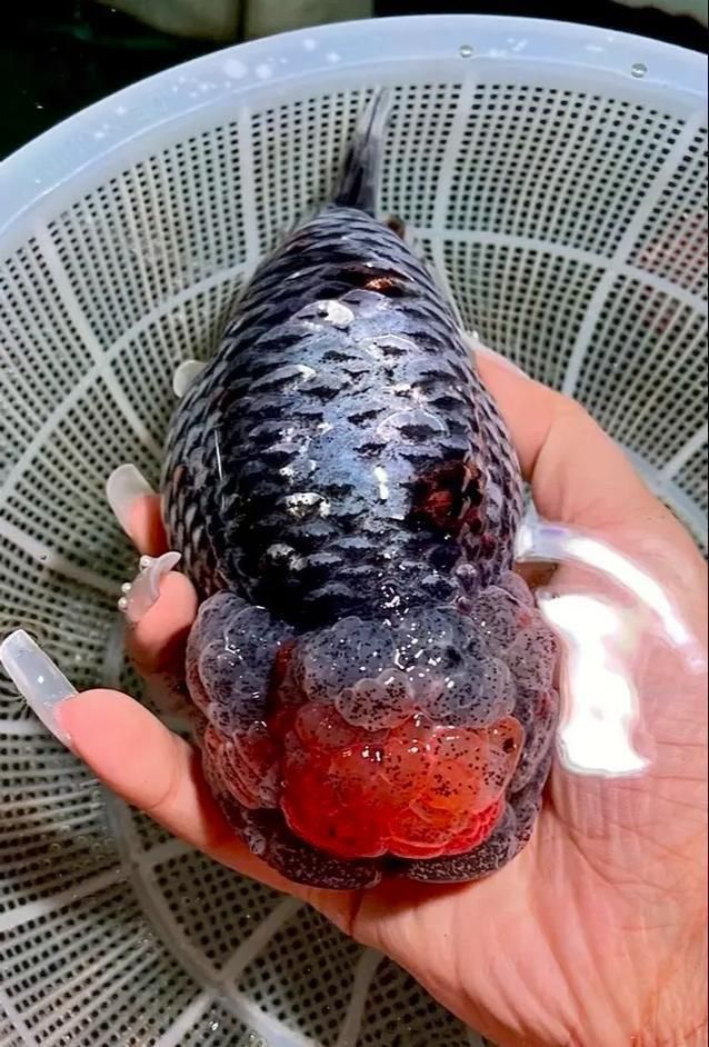 賽級金魚圖片