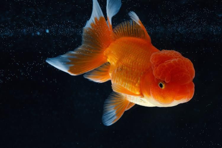 賽級金魚圖片