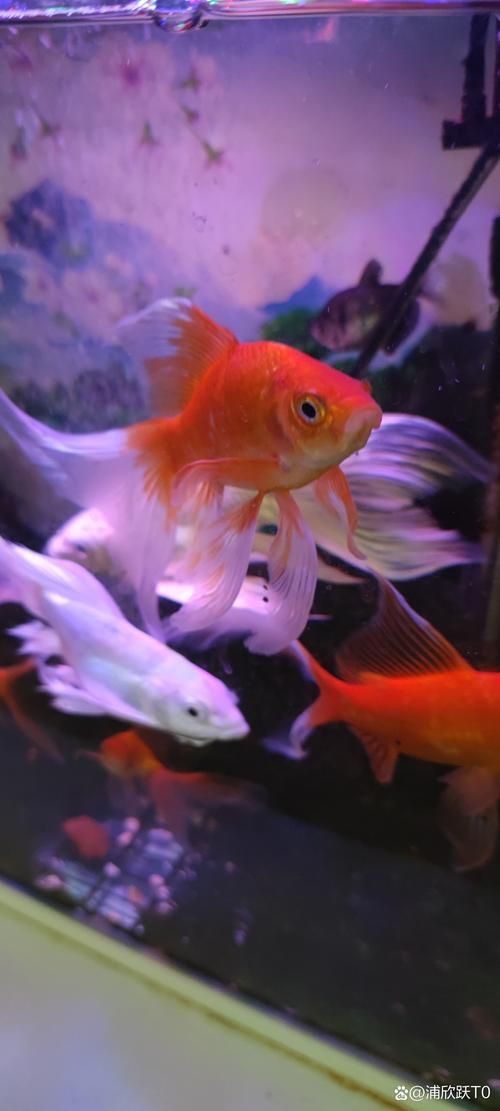 賽級金魚圖片