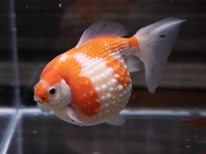 賽級金魚圖片