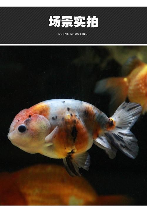 賽級金魚圖片