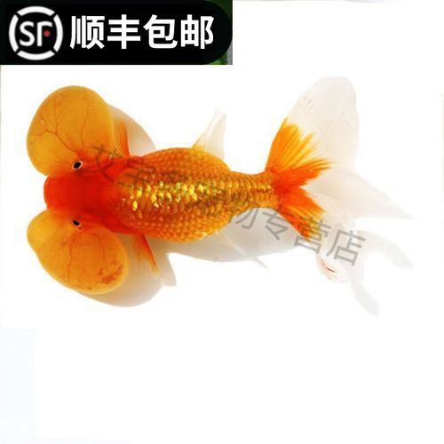 賽級金魚圖片