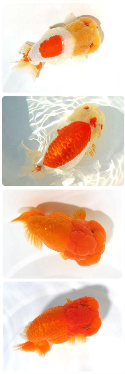 賽級金魚圖片
