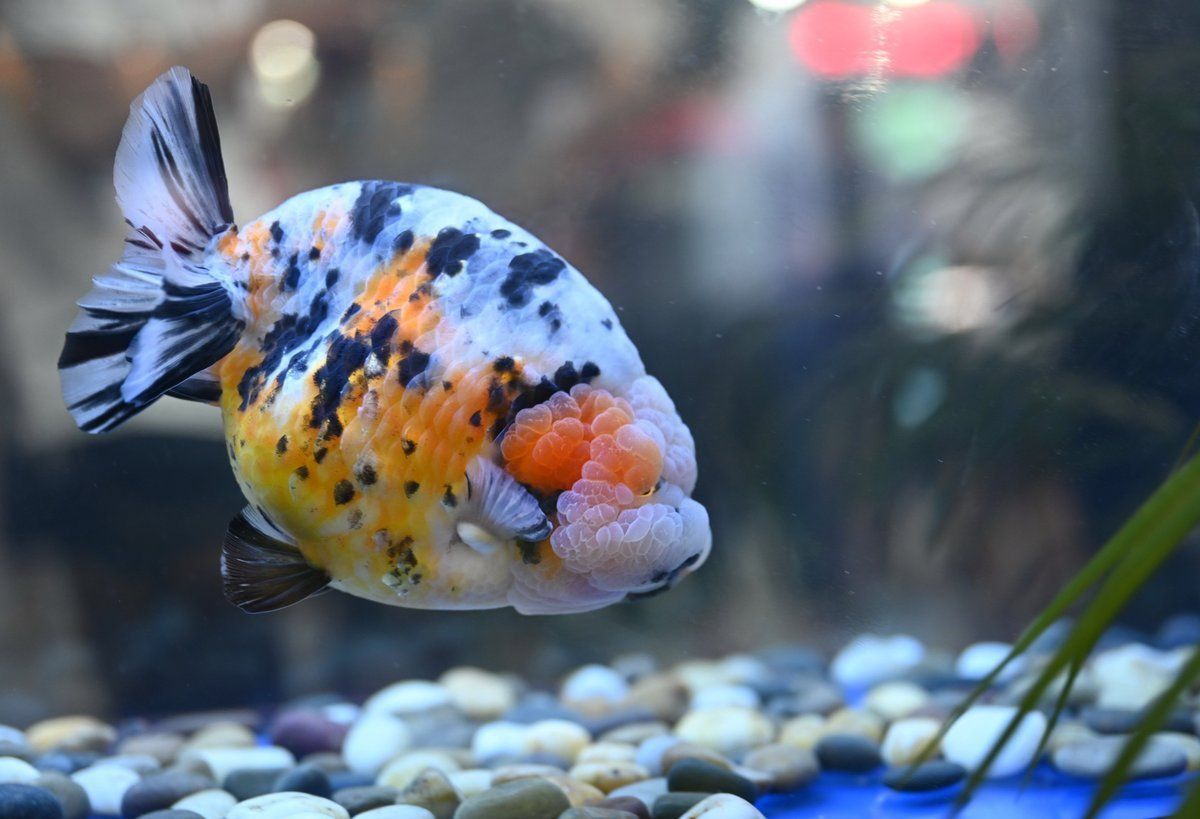 賽級金魚圖片