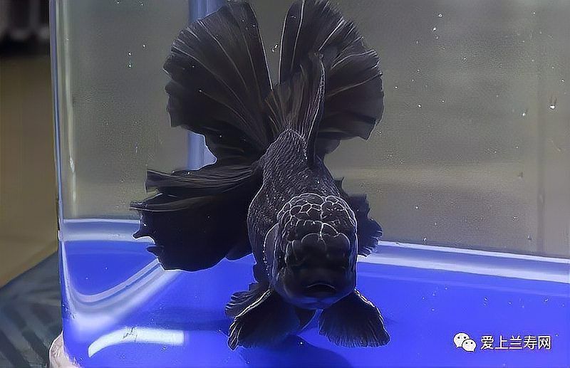 賽級金魚圖片