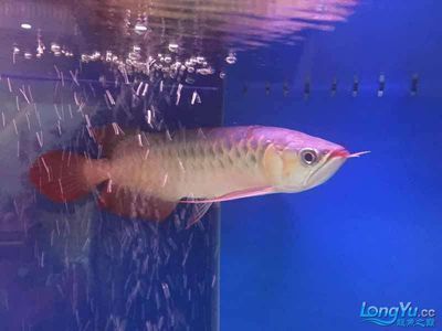 紅龍魚不愛吃食怎么辦好請(qǐng)幫幫忙：紅龍魚不愛吃東西怎么辦