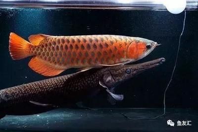 紅龍魚缸怎么配魚好看（紅龍魚和什么魚混養最好）